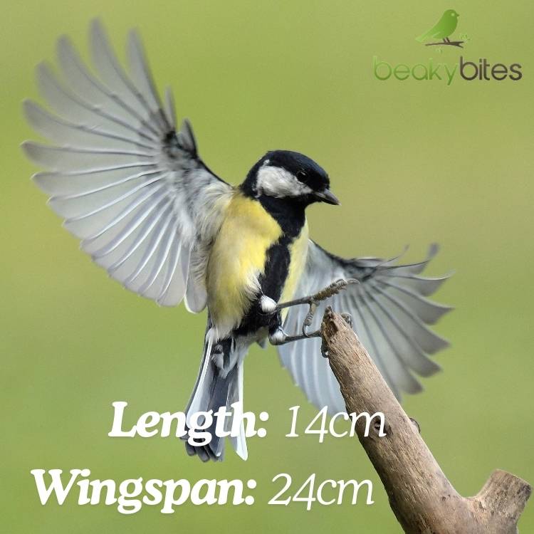 Great tit facts